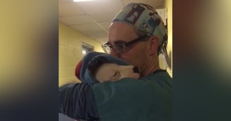 Ce vétérinaire console une petite chienne en pleurs, effrayée après son opération...