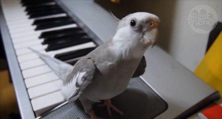 Pour accompagner son maître au piano, cette perruche chante le refrain d'une célèbre mélodie