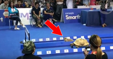 La célèbre course du lièvre et de la tortue grandeur nature !