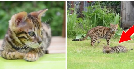 Ces chatons s'amusent en famille avec leur toboggan