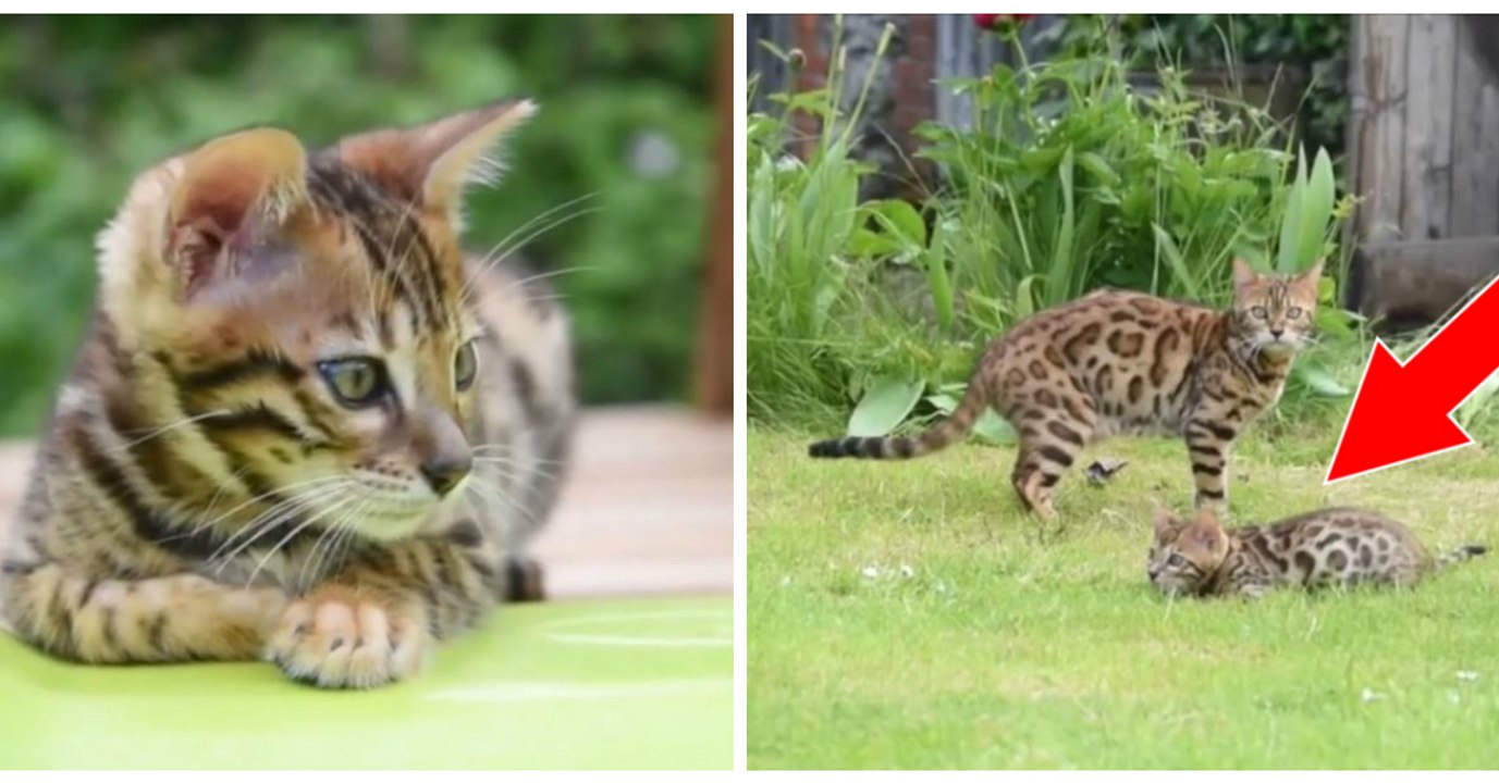 Ces chatons s'amusent en famille avec leur tobo...
