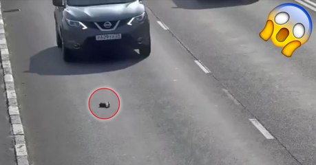 En Russie, un automobiliste sauve un chaton tombé sur l'autoroute