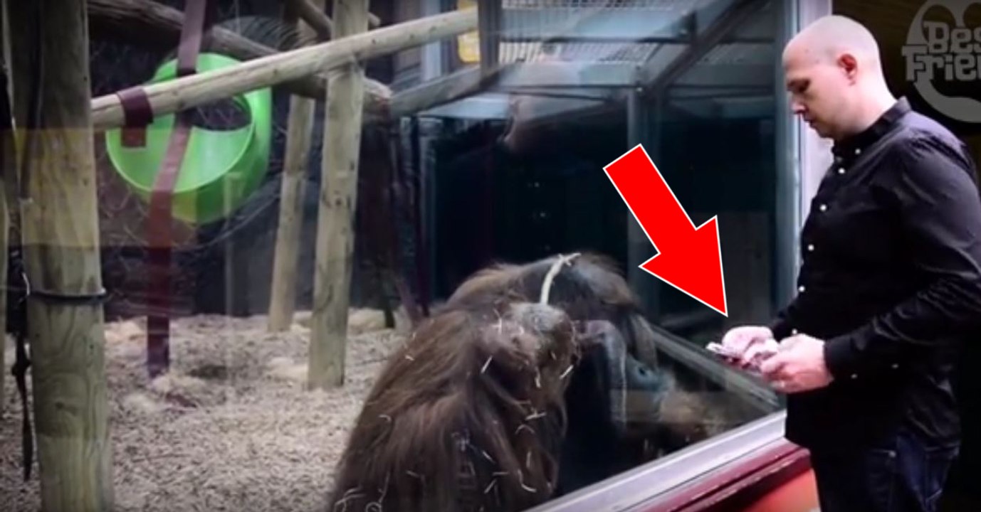 Cet orang-outan reste scotché devant ce tour de magie !