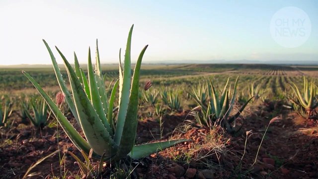 Bien-être : 7 façons d'incorporer de l'Aloé Vera dans sa routine beauté