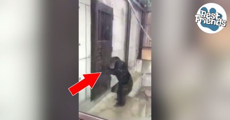 Ce singe surexcité veut absolument ouvrir la porte, et il devient incontrôlable !