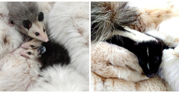 Une association récupère les fourrures pour aider les animaux blessés ou abandonnés