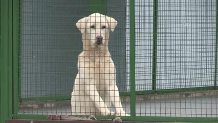 ESKİŞEHİR - "En iyi sürü bekçi köpeği"nden bu yıl 150 yavru bekleniyor