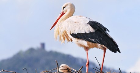 Cette cigogne s'est éprise d'un oiseau en plastique et refuse de migrer avec ses congénères