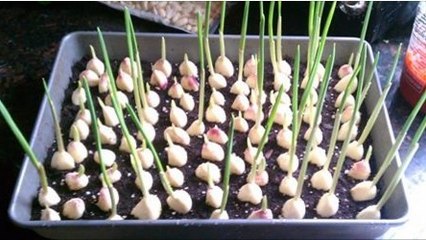 Arrêtez d'acheter de l'ail... Voici comment en faire pousser directement chez vous !