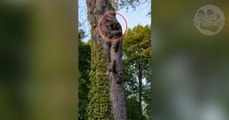 Cette maman raton-laveur reconduit sa petite famille à la maison