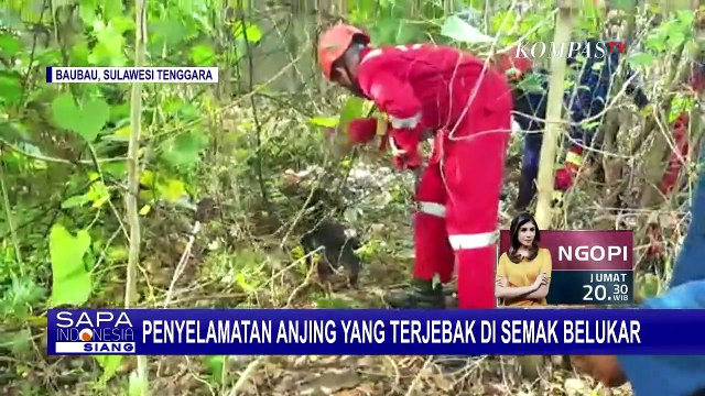 Petugas Damkar Kota Baubau Selamatkan Seekor Anjing yang Terjebak di Semak Belukar