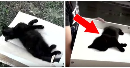 En Russie, des hommes ont sauvé un chaton mourant en le transportant à l'aide d'un tiroir