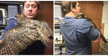 Cette chouette adore faire des câlins à son soigneur
