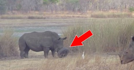 Ce rhinocéros avait la corne coincée dans un pneu