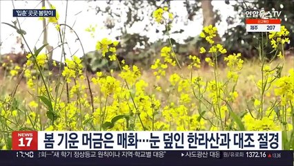 '입춘' 제주도 유채꽃 활짝…곳곳 봄소식