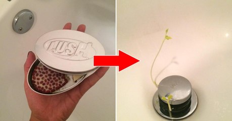 Le "Wiccy Magic Muscles" : la barre de massage de chez Lush qui fait pousser de vraies plantes dans la douche