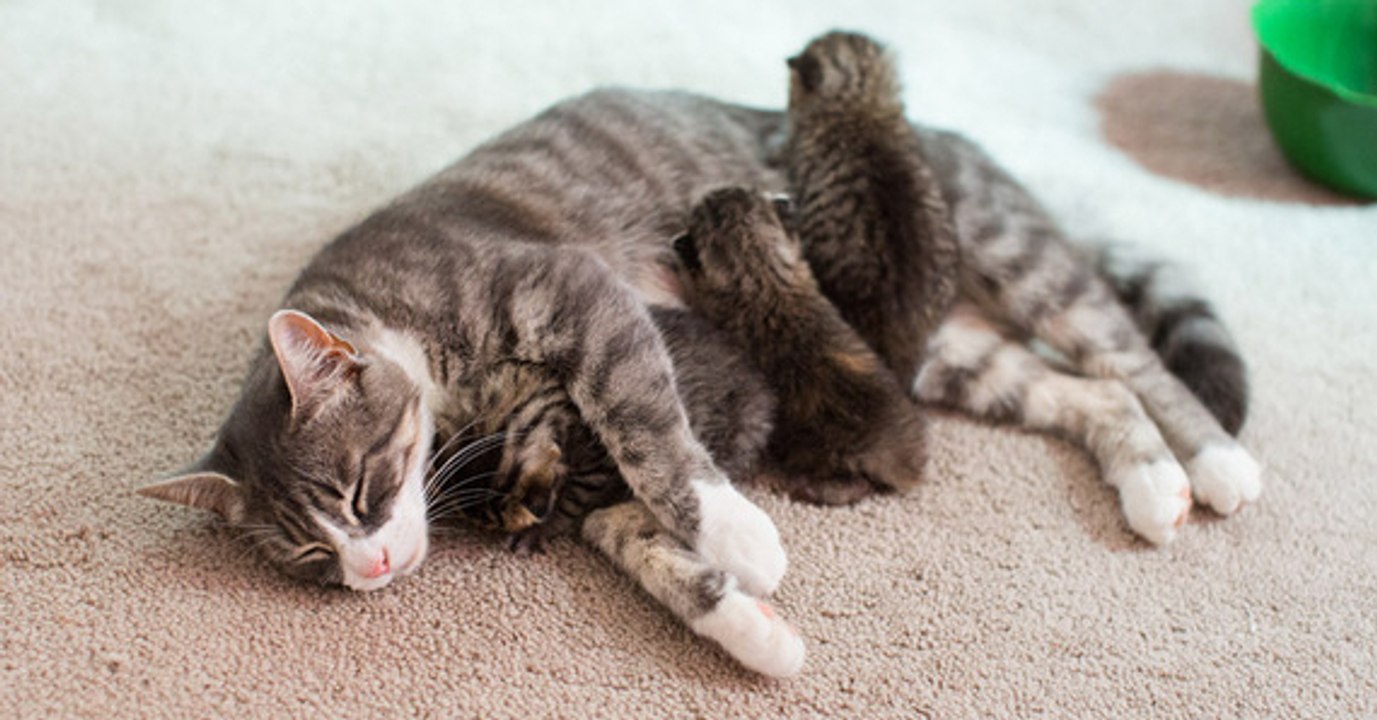 Après avoir perdu ses petits, cette chatte inconsolable a adopté 3 nouveaux bébés abandonnés