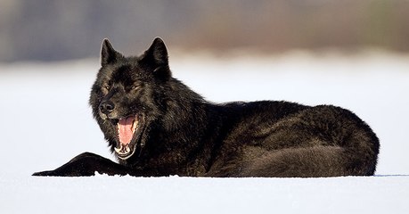 Dans son jardin, cet homme aperçoit un loup se jeter sur son chien !