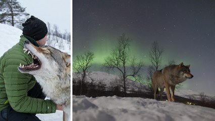 Polar Park (Norvège) : une expérience unique en dormant avec des loups sauvages