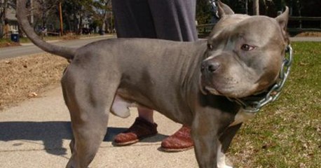 Un pitbull sauve une femme sauvagement agressée par son mari