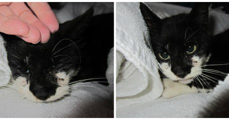 Cette chatte maltraitée s'est accrochée à la vie pour donner naissance à son unique chaton