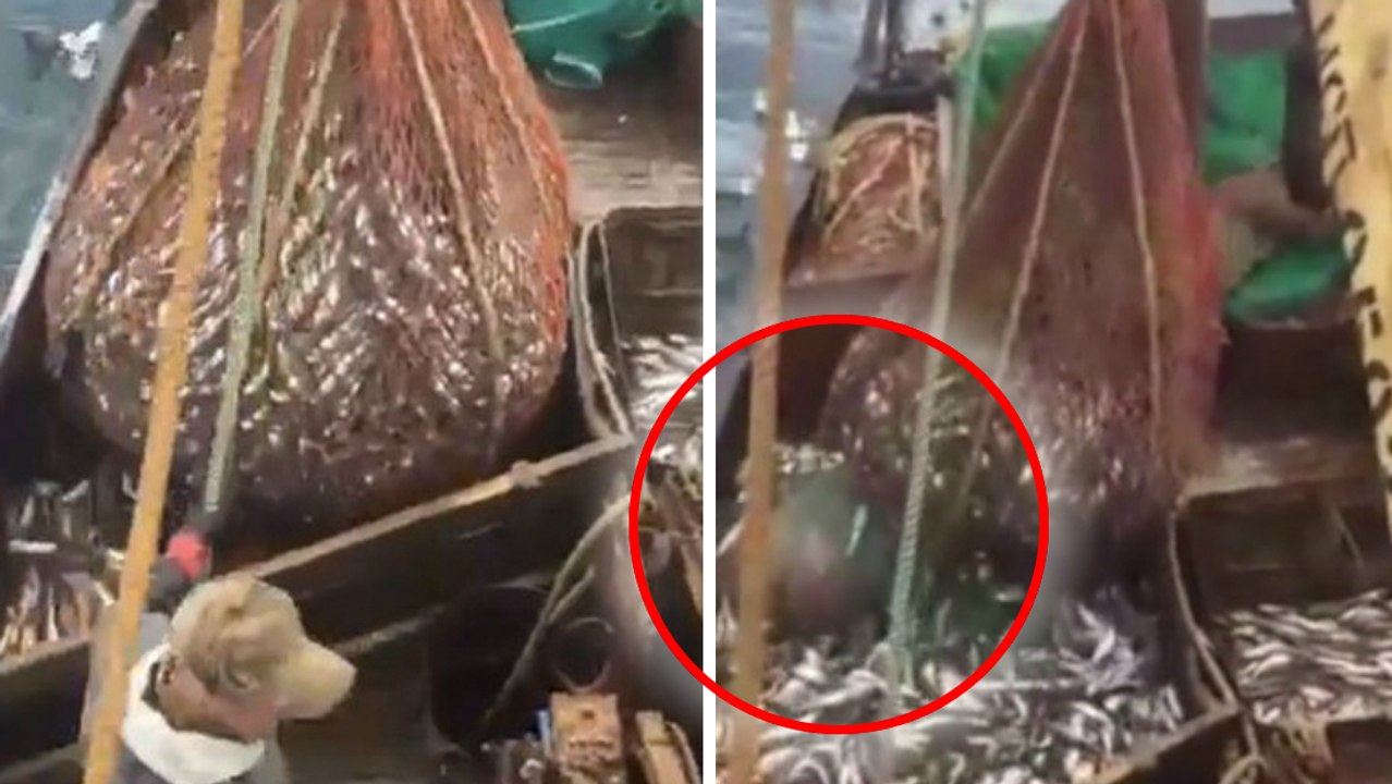 Russie : des pêcheurs remontent leur filet, un lion de mer surgit sur le bateau