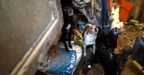 30 Millions d'Amis: 89 animaux maltraités et enfermés dans 10m² finalement libérés par l'association