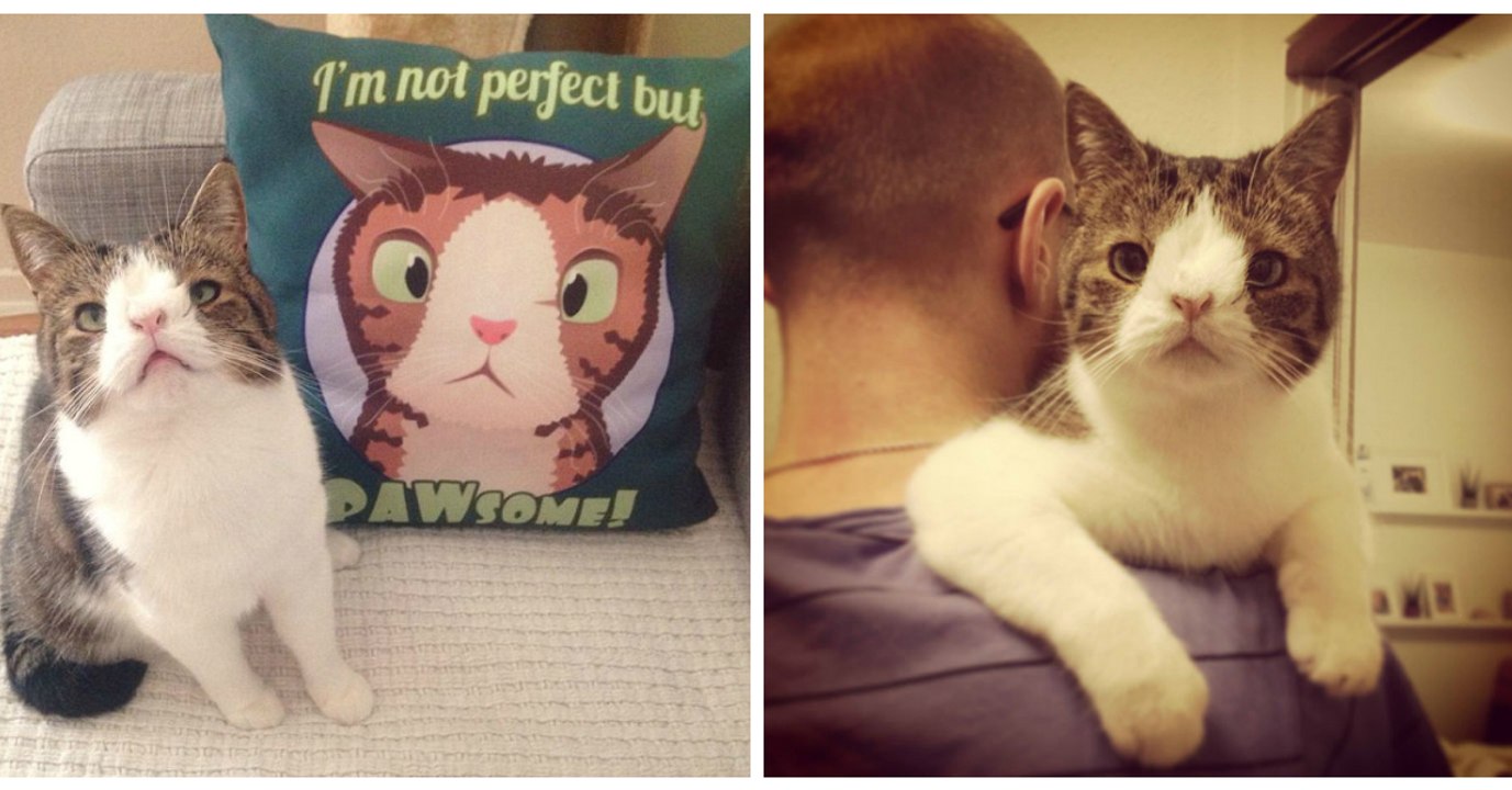 Ce chat né avec une malformation nasale a enfin trouvé son foyer