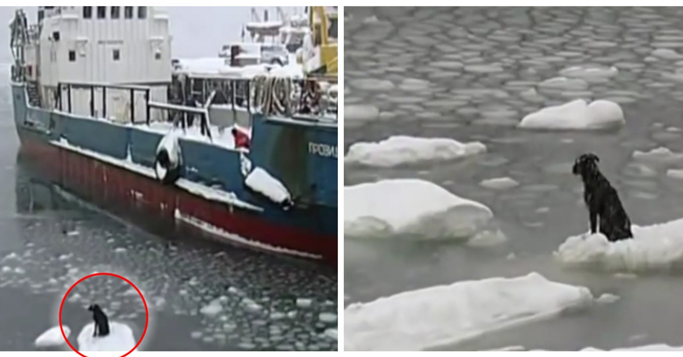 Un chien prisonnier des glaces sur un minuscule iceberg a été sauvé par des pêcheurs russes