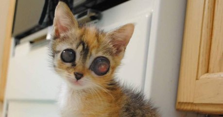 Ce chaton aux yeux globuleux a perdu la vue, mais il a gagné une maman en or