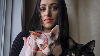 Il rase son chat pour faire croire que c'est un Sphynx et le revend 650€ à une jeune fille