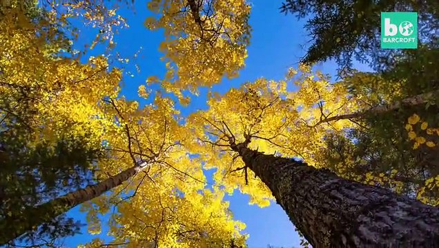 Parc National des Voyageurs (Canada) : découvrez les magnifiques aurores boréales qui éclairent le parc