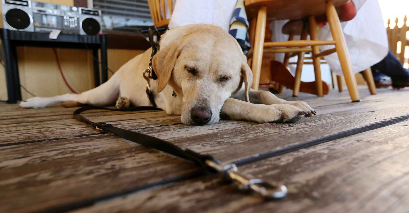 47 cadavres d'animaux découverts dans une famille d'accueil: une femme condamnée