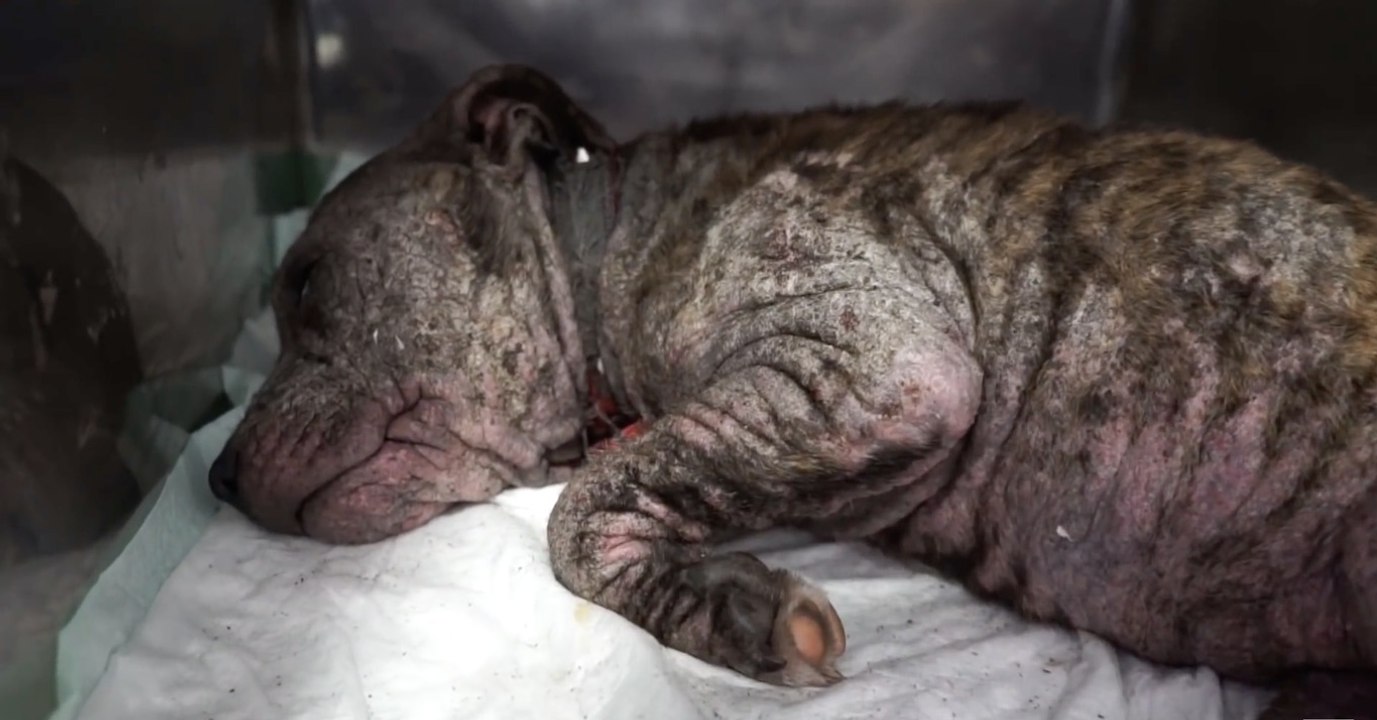 Ce chiot maltraité a été abandonné par ses maîtres, mais une association lui a sauvé la vie