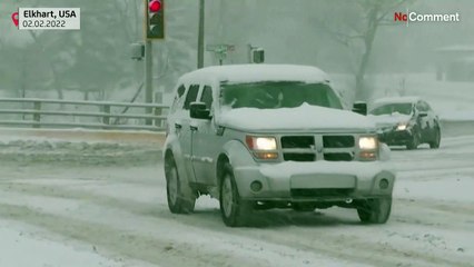 بدون تعليق: دب قطبي يستمتع بالثلوج في شيكاغو