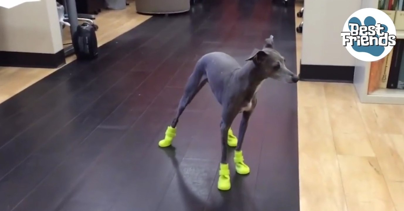 Ce chien a une démarche hilarante avec ses chaussons d'hiver !
