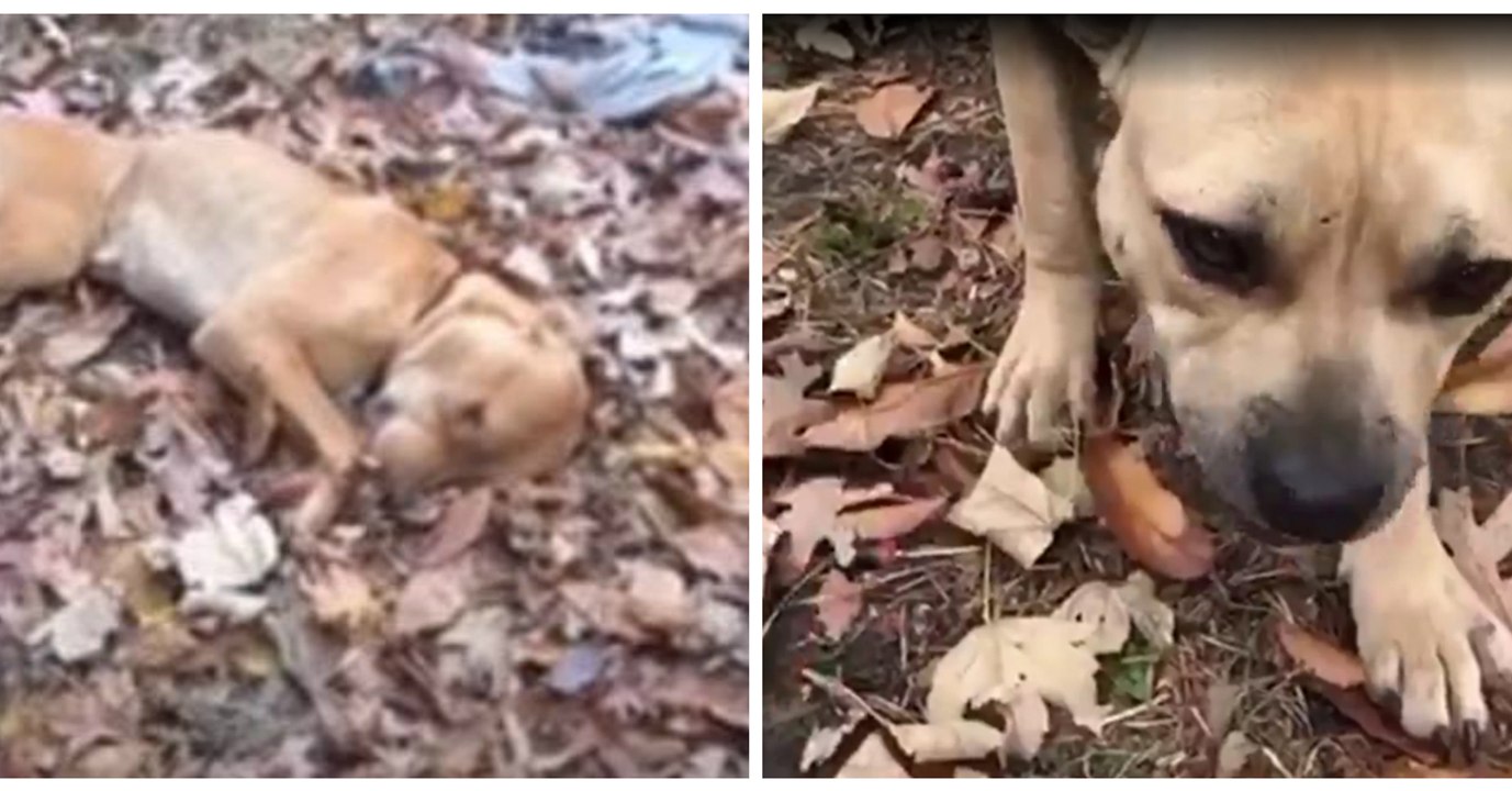 Ils laissent leurs chiens mourir de faim alors qu'ils font barbecue dans leur jardin !