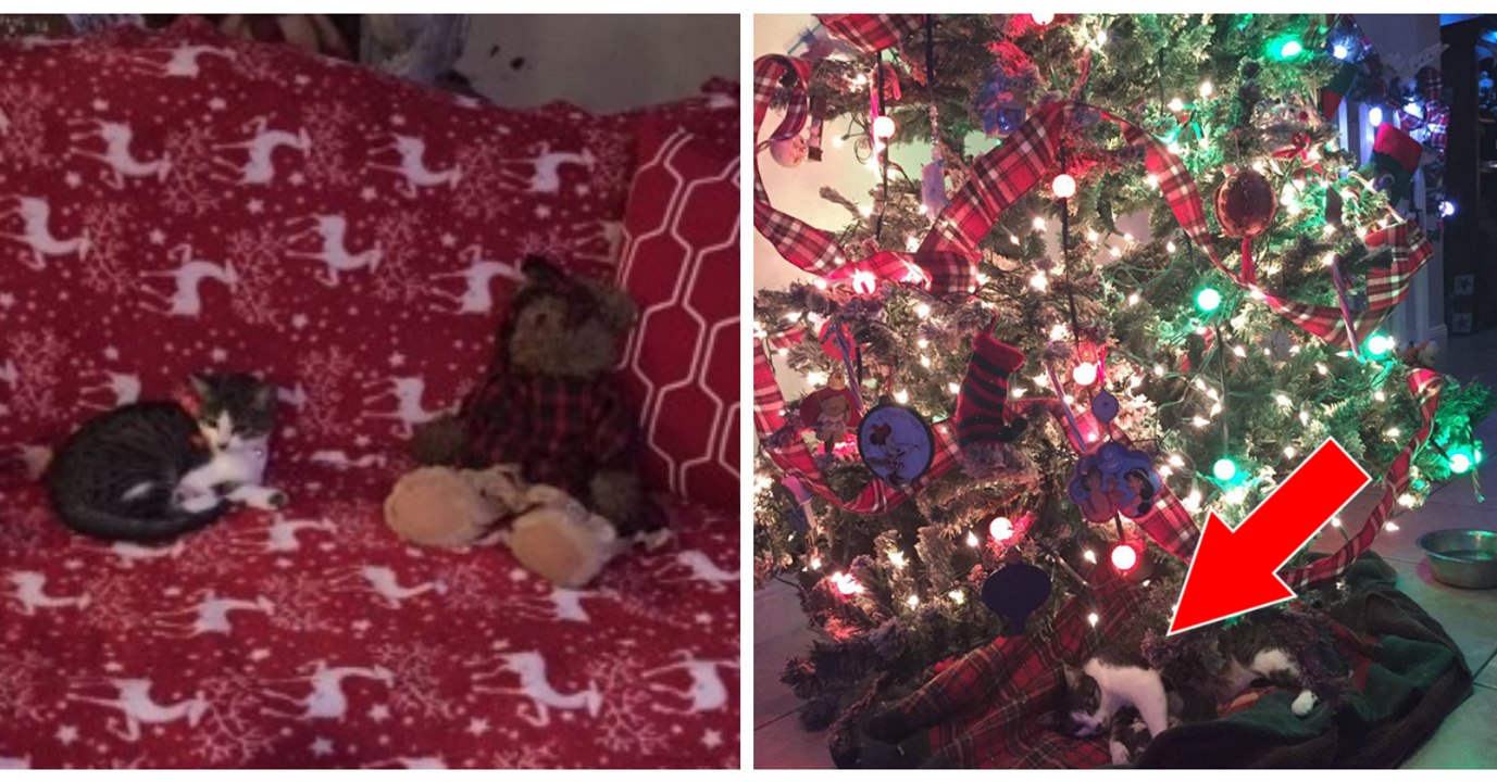 Cette chatte a accouché sous le sapin de Noël d...