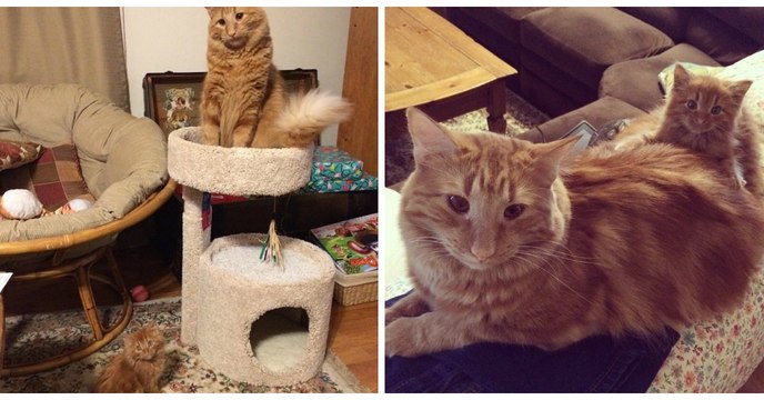 Ces 2 chats roux adoptés à 1 an d'intervalle se ressemblent comme deux gouttes d'eau !