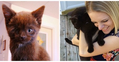 Ce chat pirate attendait désespérément d'être adopté, jusqu'à l'arrivée de cette femme