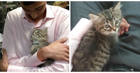 Ce chaton de refuge s'est agrippé à cet homme pour se faire adopter