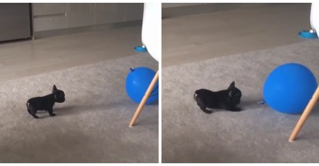 Ce chiot s'amuse avec son ballon