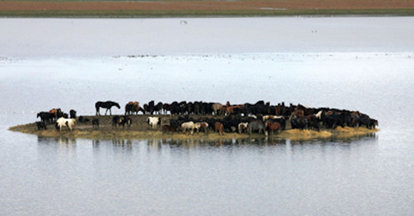 Pays-Bas : près de 100 chevaux retrouvés coincés sur une île minuscule