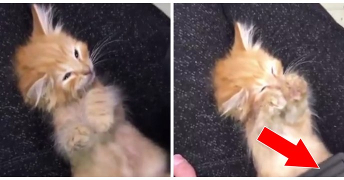Ce chaton adore se faire masser le ventre à coups de brosse. Trop mignon !