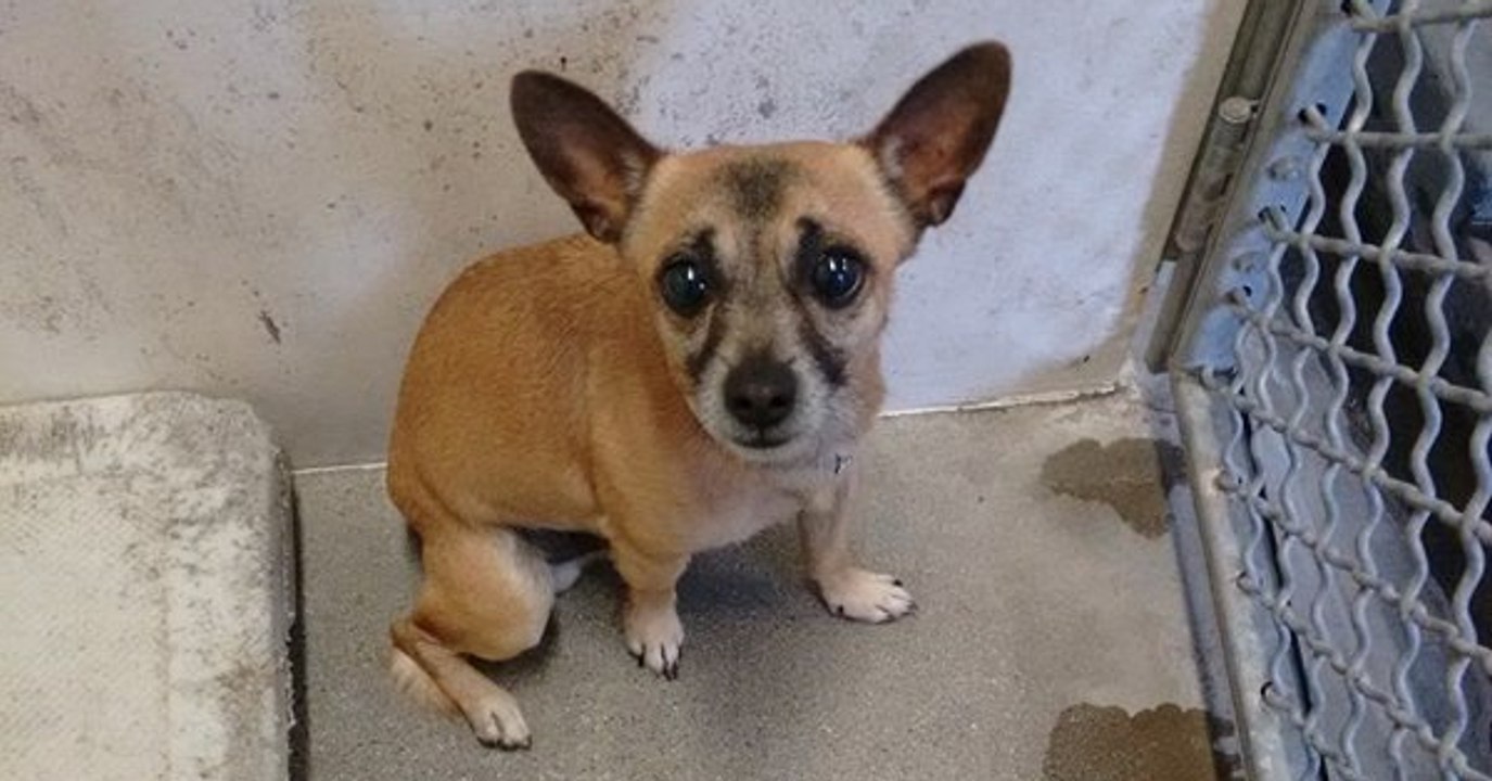 Ce "méchant" chien a été abandonné dans un refuge après avoir mordu quelqu'un