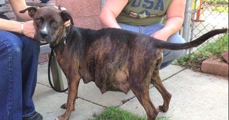 Un couple recueille cette chienne enceinte de 12 chiots pour l'aider à accoucher hors du refuge