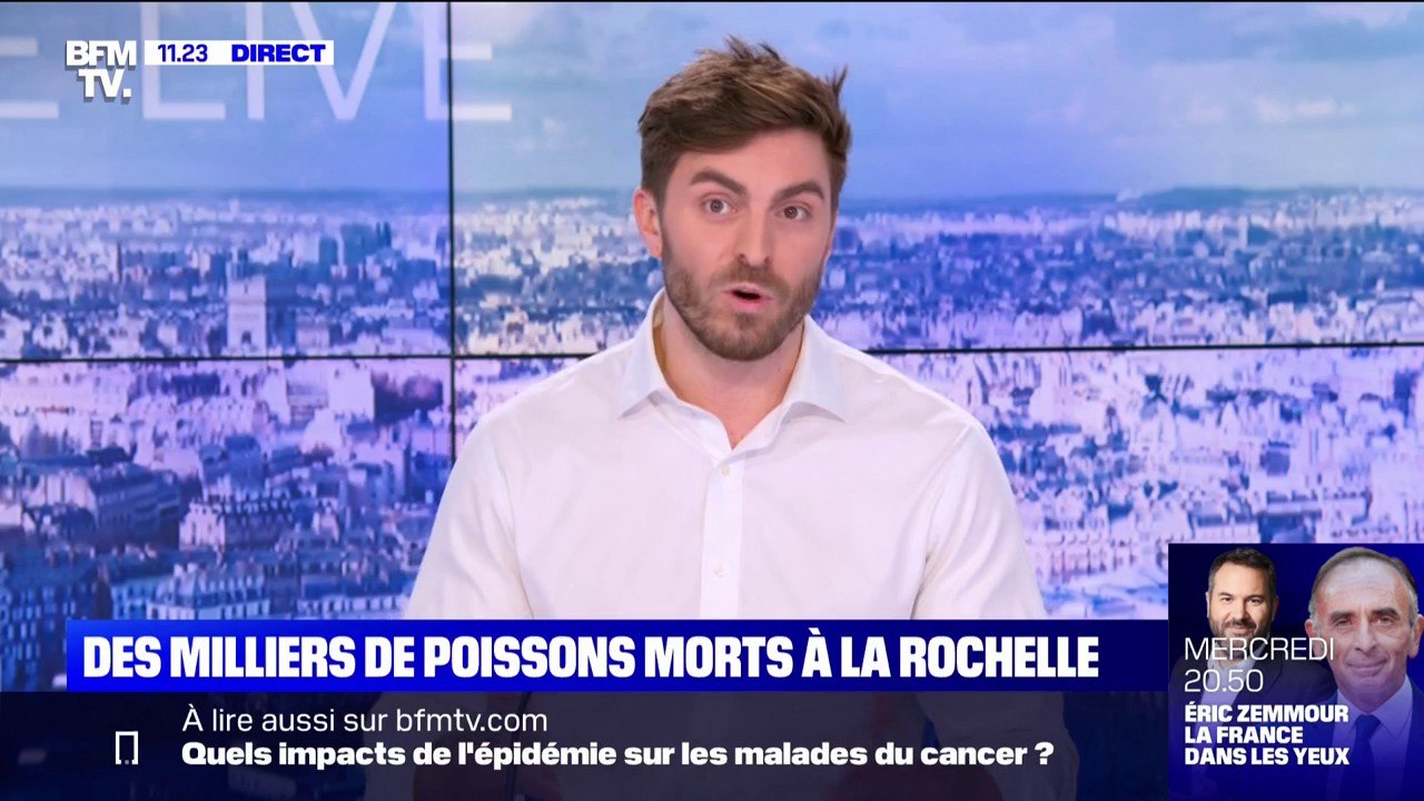 Des milliers de poissons morts au large de la Rochelle