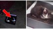 Ce chaton abandonné dans une boîte n'arrête pas de faire des bisous à ses sauveurs