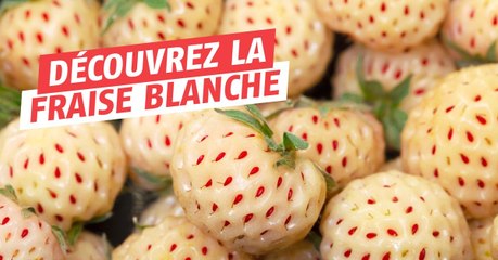 Connaissez-vous la fraise blanche au goût d'ananas