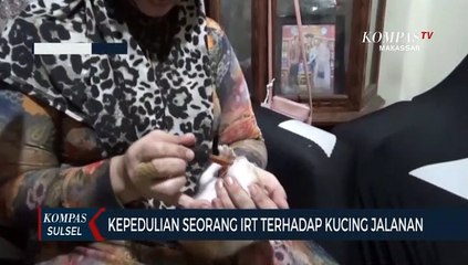 Kepedulian Seorang IRT Terhadap Kucing Jalanan